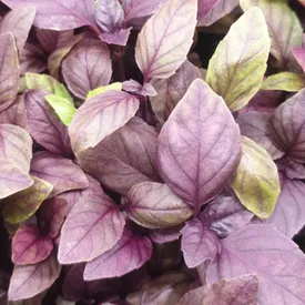 Микрозелень базилика фиолетового XXL